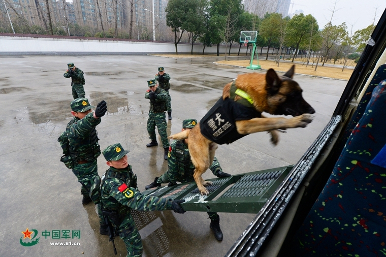 猪蓝耳病晚期，真有“最佳治疗方案”？我来给你点“地气”的建议！